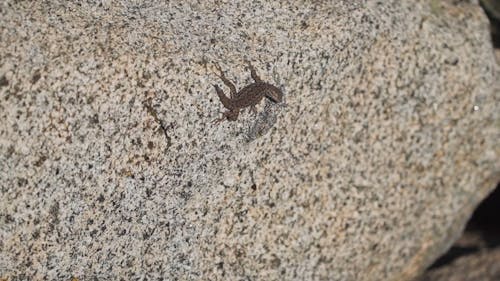 A Small Lizard on a Rock