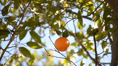 fruit hanging on a branch