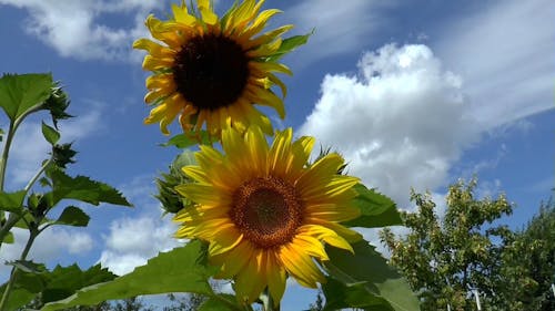 Close Up View of Sunflowers