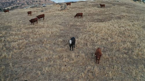 High Angle Shot of an Open Field with Cows