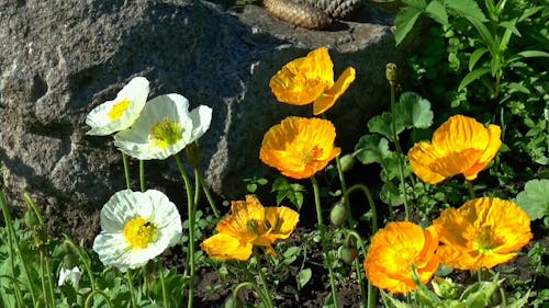 Video Of Poppies