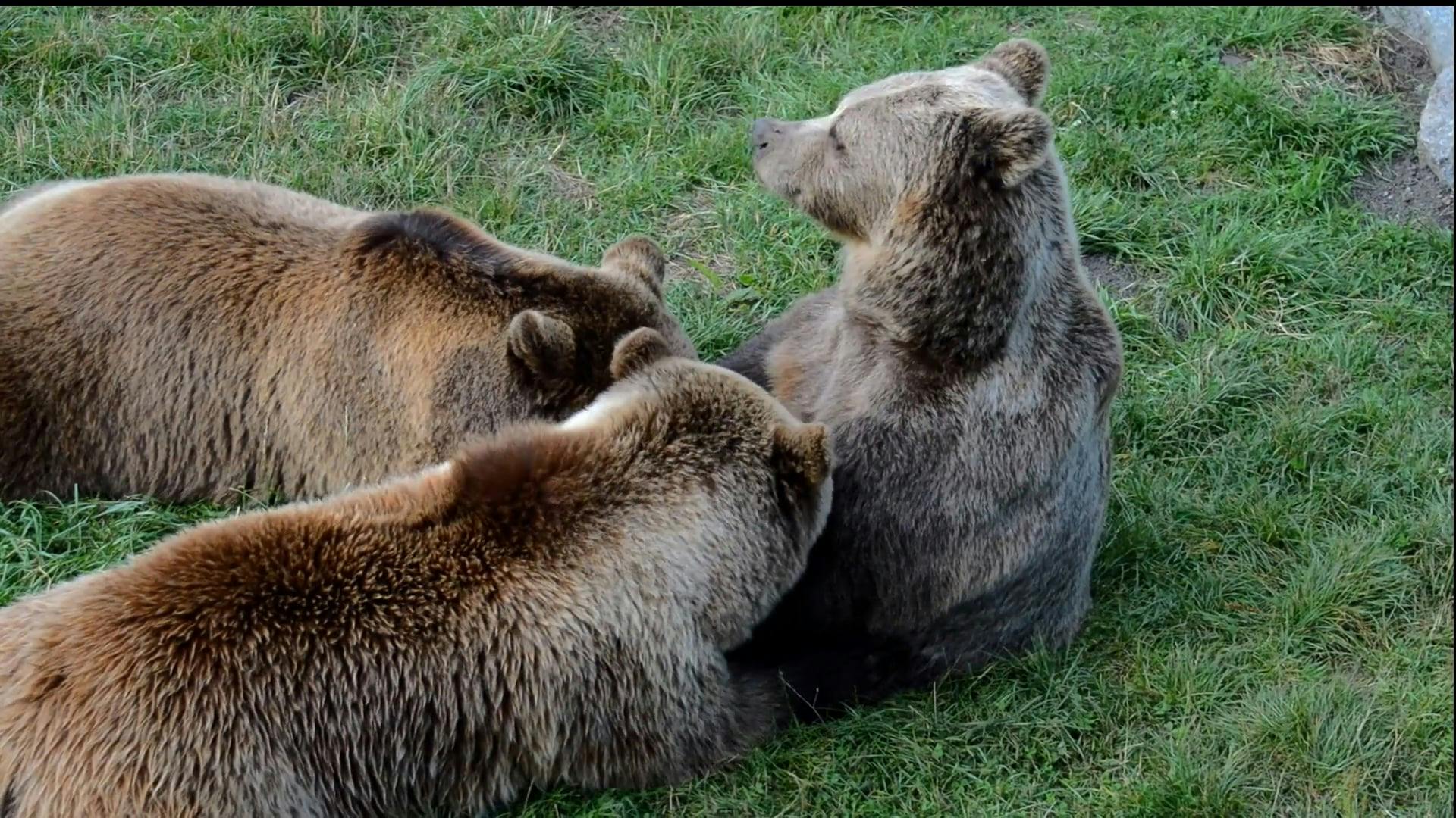 Bear or Bare The Correct Spelling Explained in American English