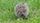 hedgehog