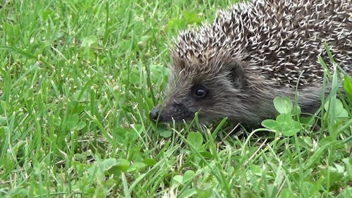 146 Hedgehog Drawing Stock Video Footage - 4K and HD Video Clips