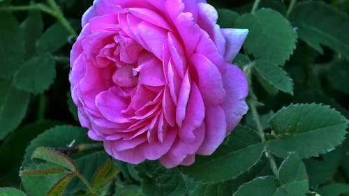 Close Up Of Pink Rose Flower
