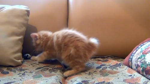 Маленький котенок играет со своей игрушечной мышкой