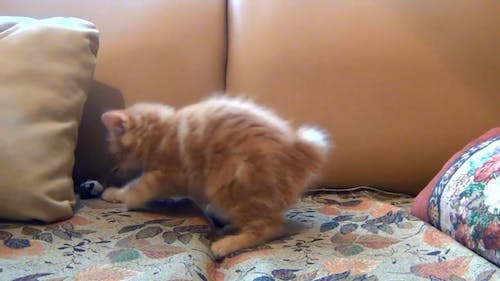 Little Kitten Playing His Toy Mouse