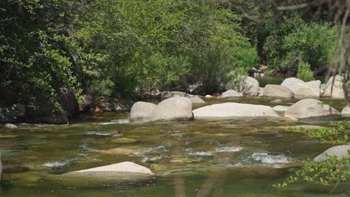 A River Surrounded by Lush Vegetation