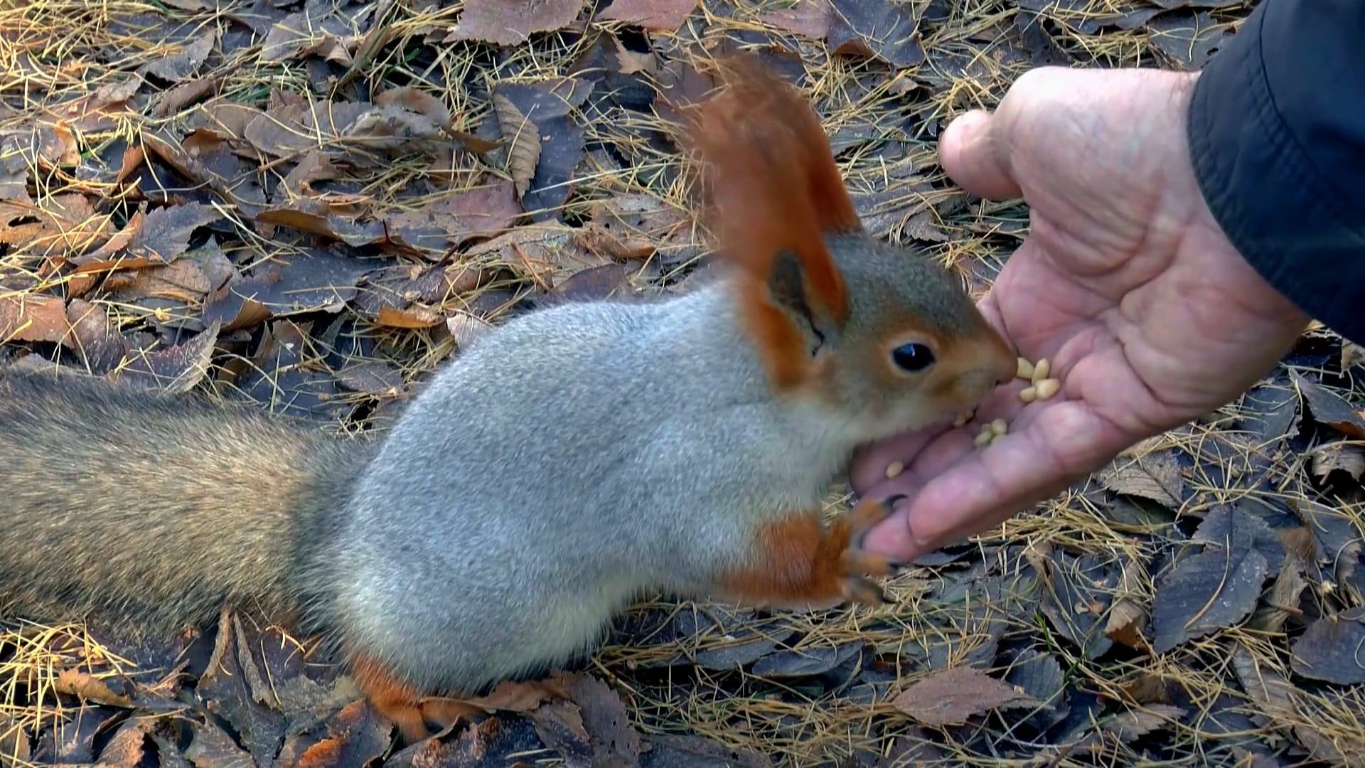 Small Videos, Download The BEST Free 4k Stock Video Footage & Small HD Video  Clips
