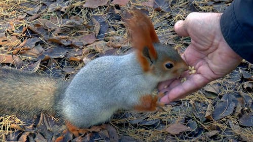 Human Feeding The Little Squirrel