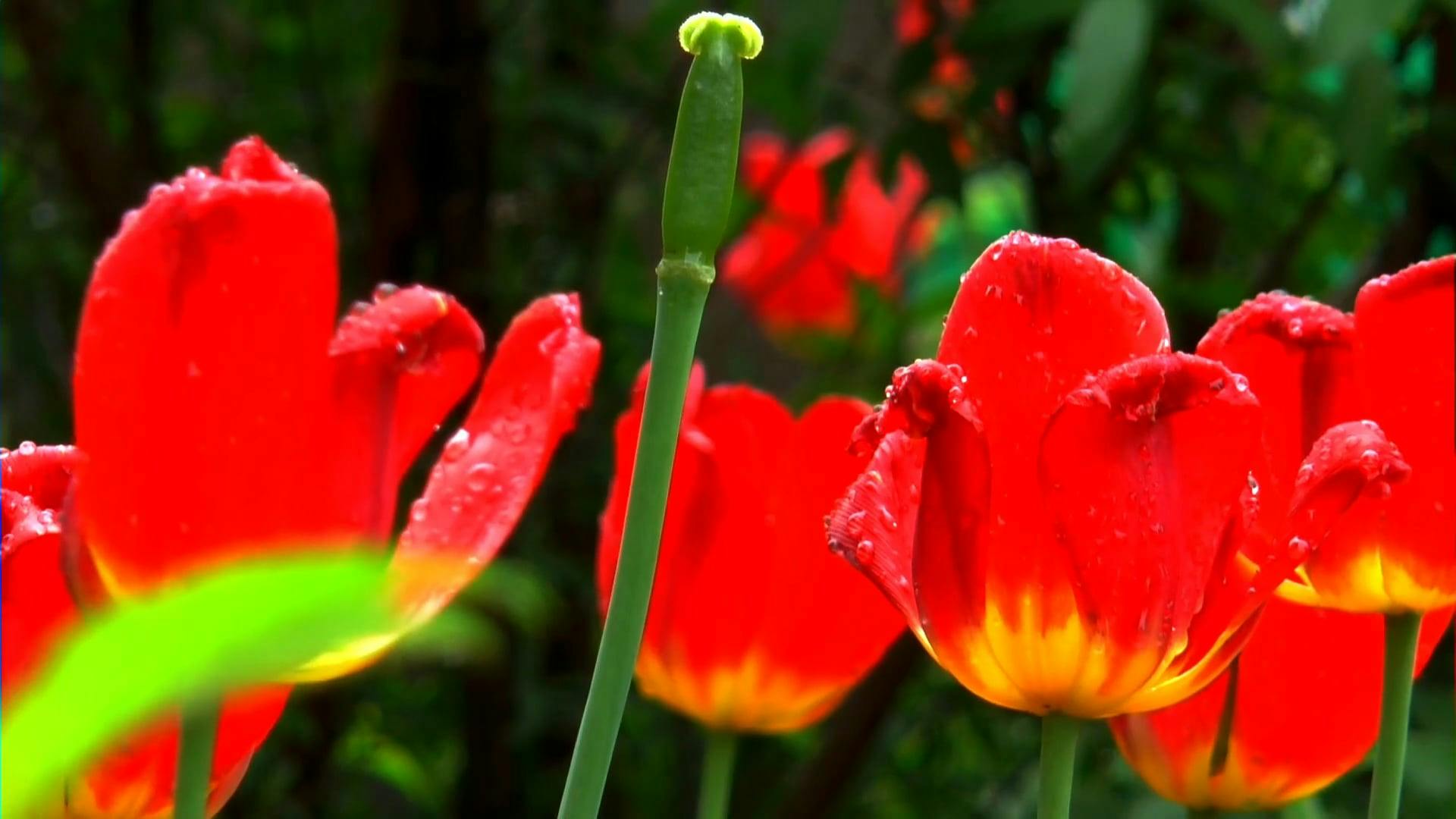 Video Of Flower Blooming · 무료 스톡 동영상