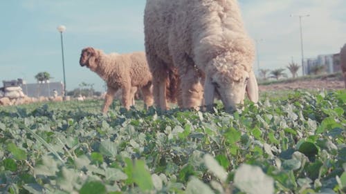 Gros Plan Vidéo D'agneaux