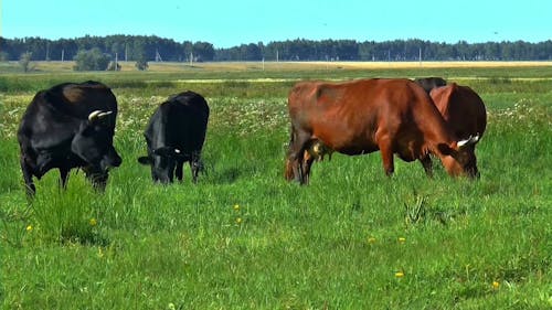 Troupeau De Vaches