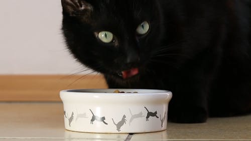 Black Cat Eating