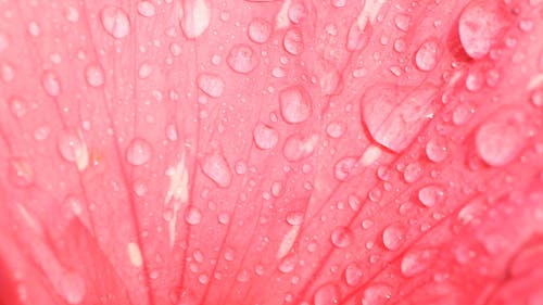 Close-Up Shot Of Water Dripping On A Petal