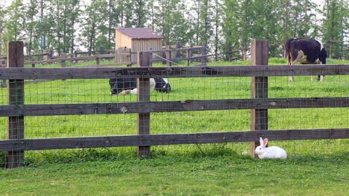 White Rabbit Near The Fence