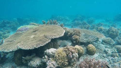 Creatures Underwater