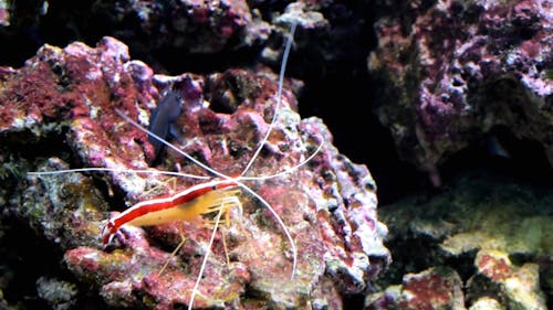 Aufnahmen Von Shrimps Unter Wasser