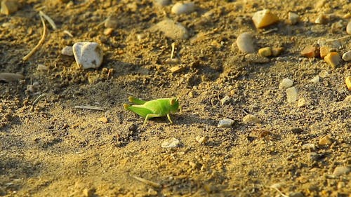 Grasshopper On Ground