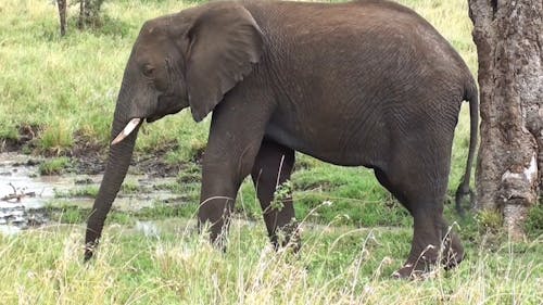 Footage Of An Elephant