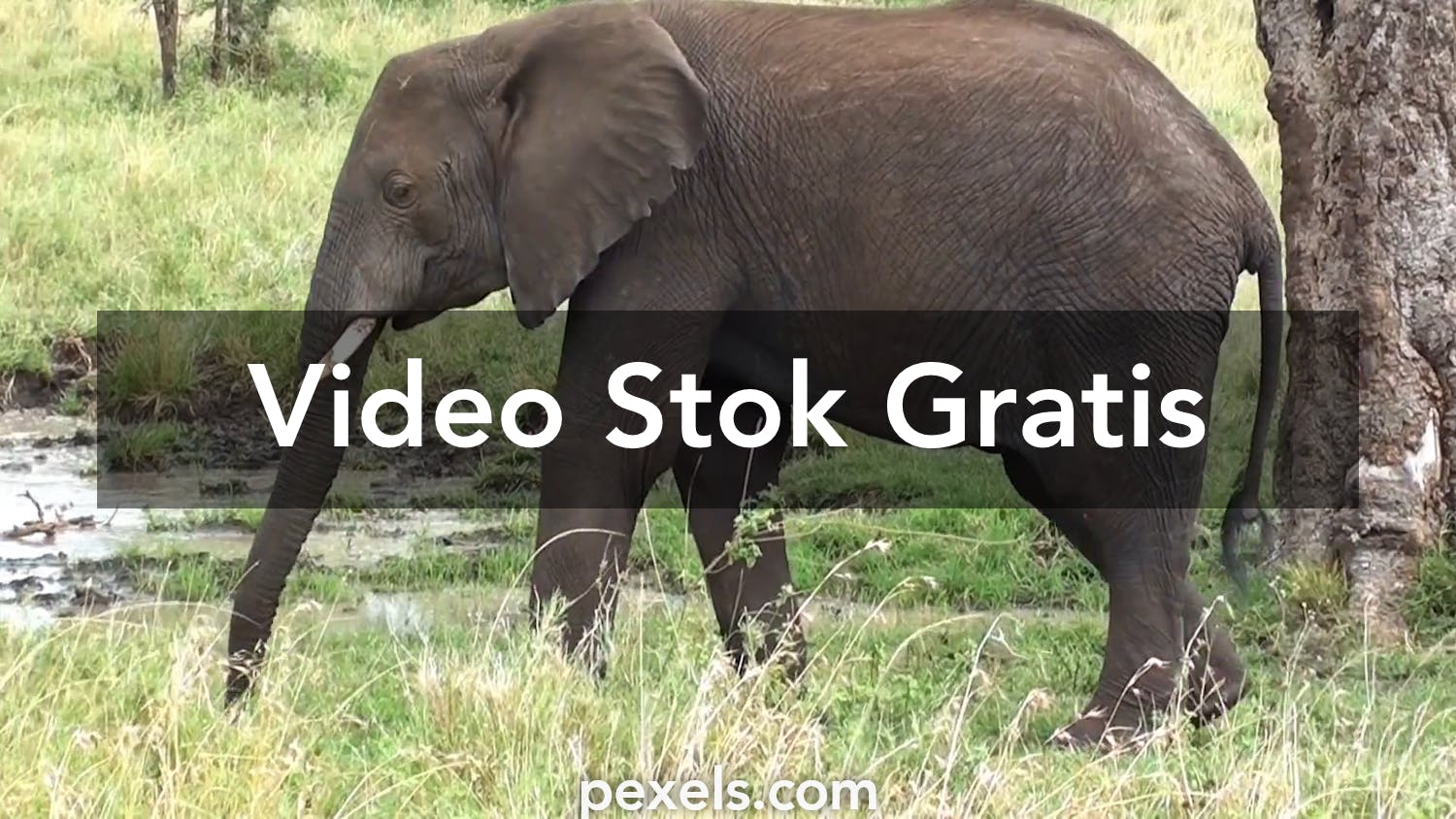 10 Video Gajah  Pexels  Video Stok Gratis