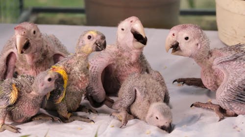 Baby Animals Videos, Download The BEST Free 4k Stock Video Footage & Baby Animals HD Video Clips Baby Animals Videos, Download The BEST Free 4k Stock Video Footage & Baby Animals HD Video Clips