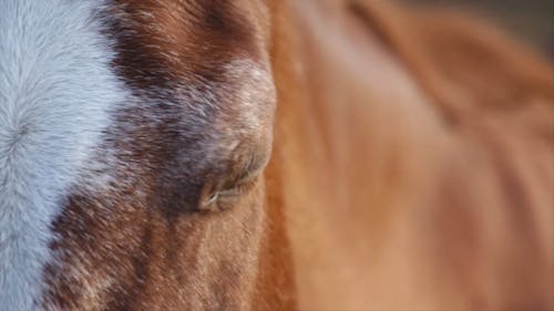 Close Up Video Of A Horse