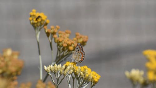 Butterfly on Flowers