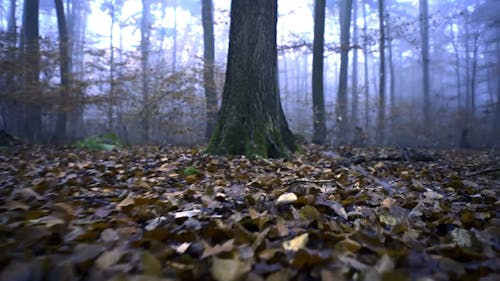 Walking Around The Forest