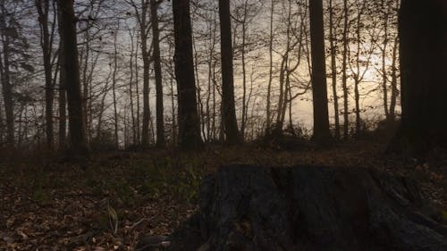 Video Of A Tree Stump