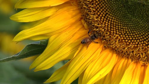 Close Up Video Van Een Bij Op Gele Bloem