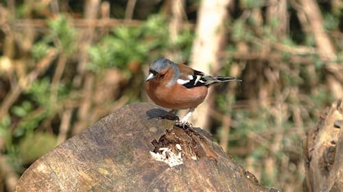 Chaffinch Bird