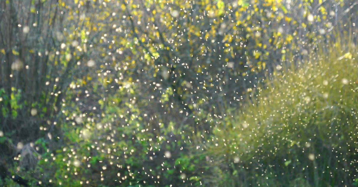 Flying Insect Hd Video Of Flying Insects Free Stock Video Footage, Royalty-Free 4K & HD ...