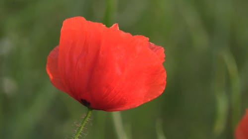 Video Of A Red Flower
