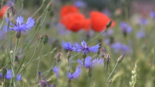 Video Of Flowers