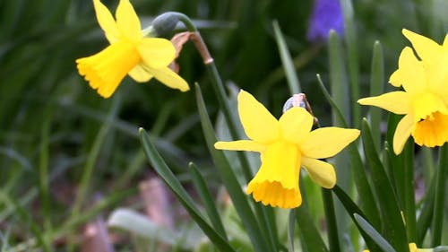 Close-Up Shot Of Flowers