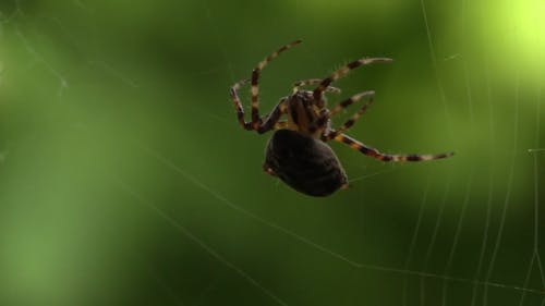 Video Of Spider