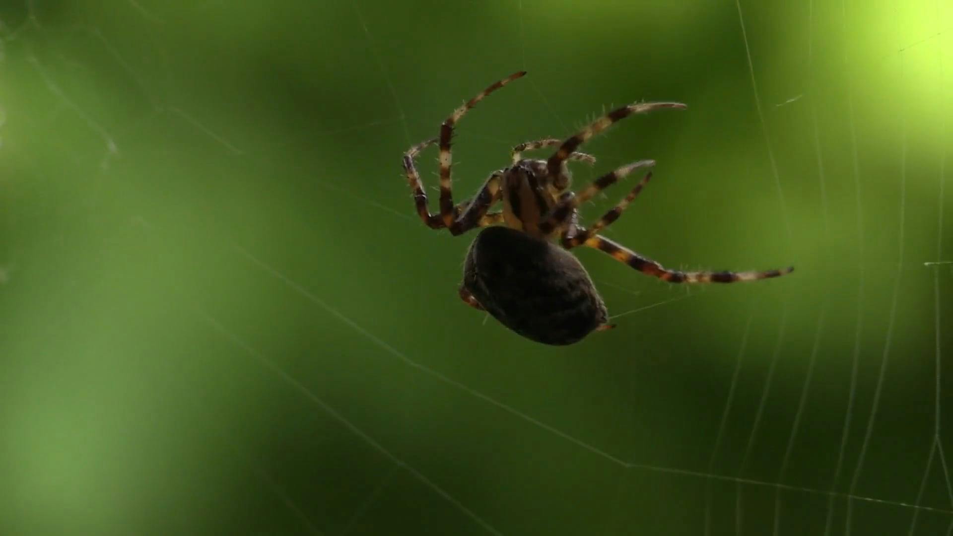 橫帶人面蜘蛛 | 基隆生物多樣性資料庫