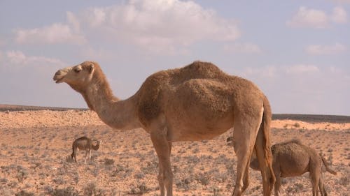 Video Of Camels