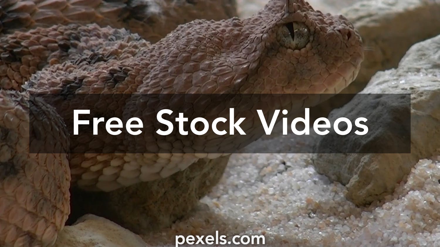 169 Old Snake Game Stock Video Footage - 4K and HD Video Clips
