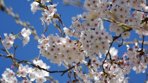 Close Up Video Of Cherry Blossoms