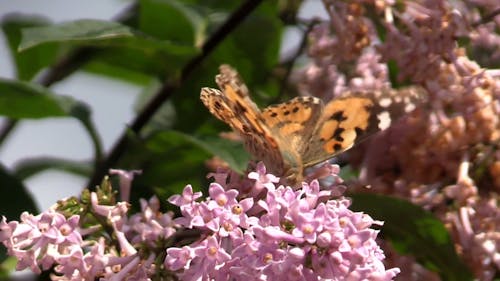 Flowers And Butterfly