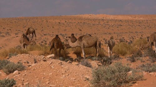 Video Of Dromedary Animals