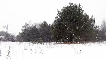下雪免费下载视频素材