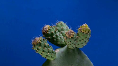 Cactus In Bloom