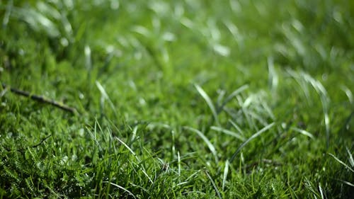 Close-Up Video Of Grass