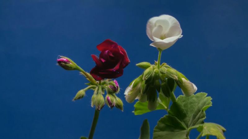 Flower Mp4 Video Of Flower Blooming Free Stock Video Footage, Royalty-Free 4K & HD ...