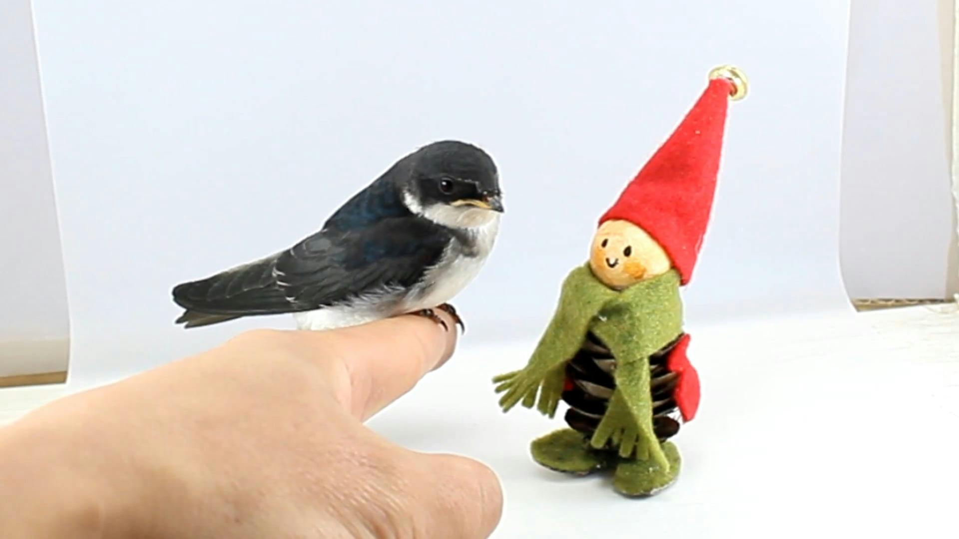 Bird Perched On A Finger · Free Stock Video