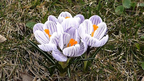 Bee On Crocus