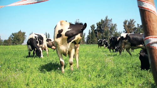 Herd Of Cows During Daylight